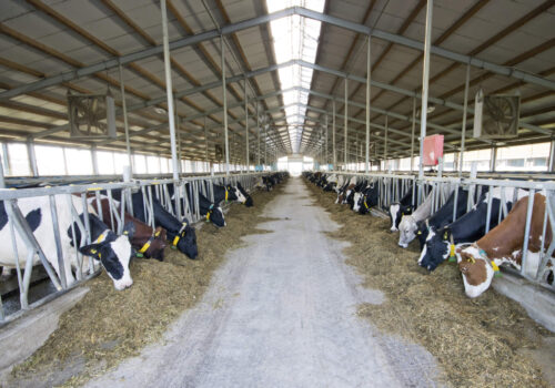 Cow Barns - livestock - cattle barns, livestock buildings